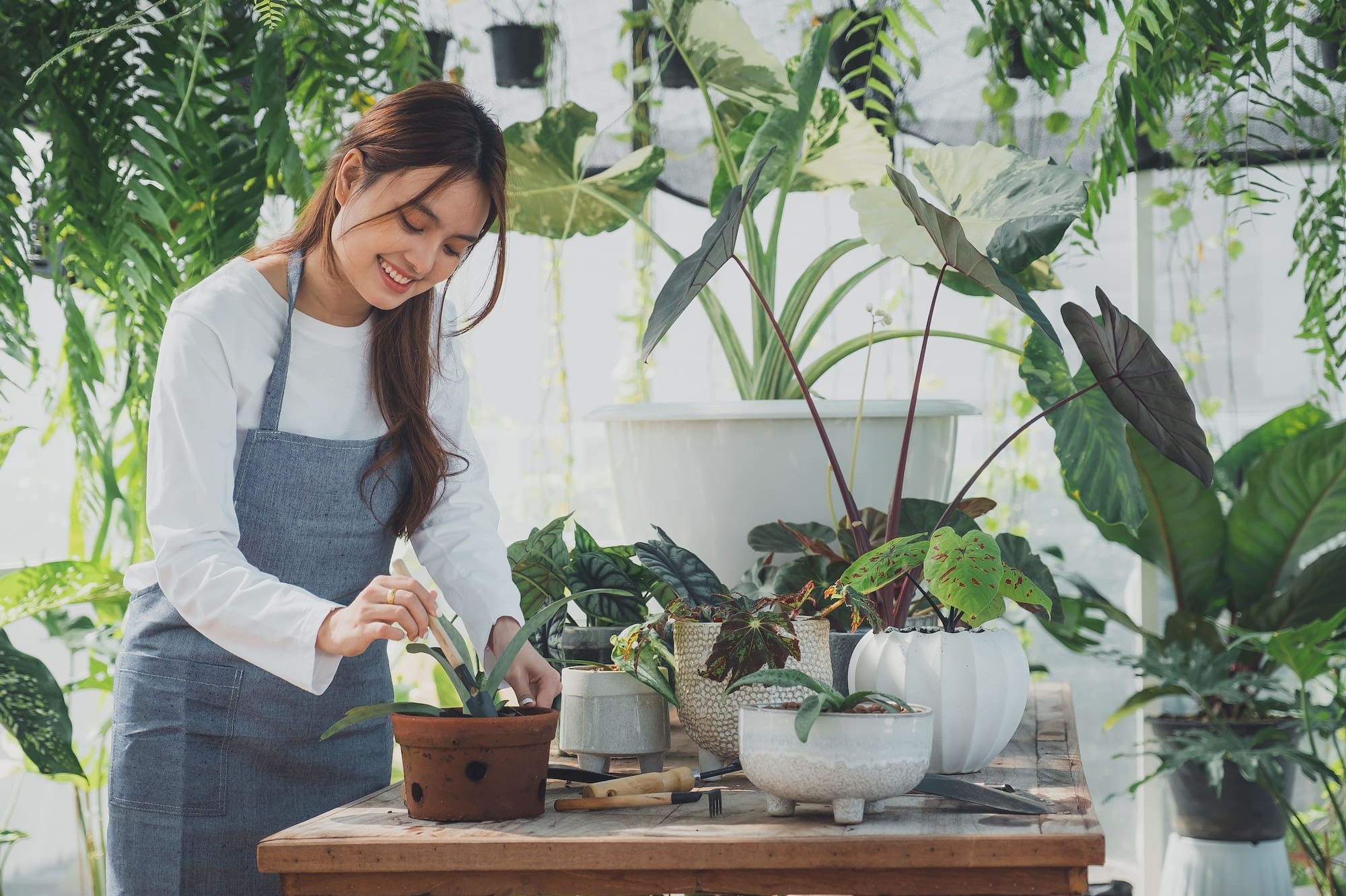 Home gardening, love of plants and care. Small business.